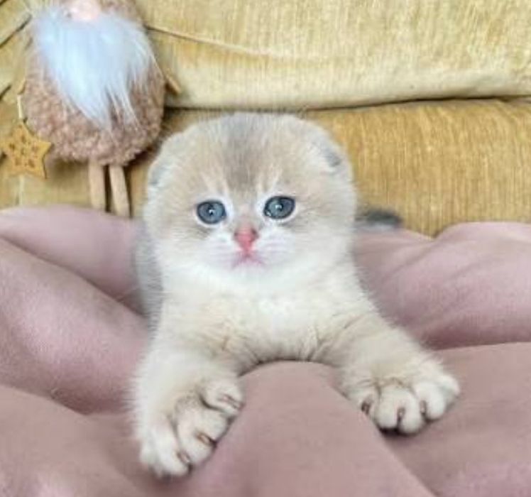 Шиншиллы голубое золото