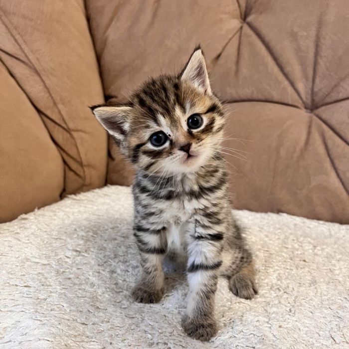 Золотистые Котятки