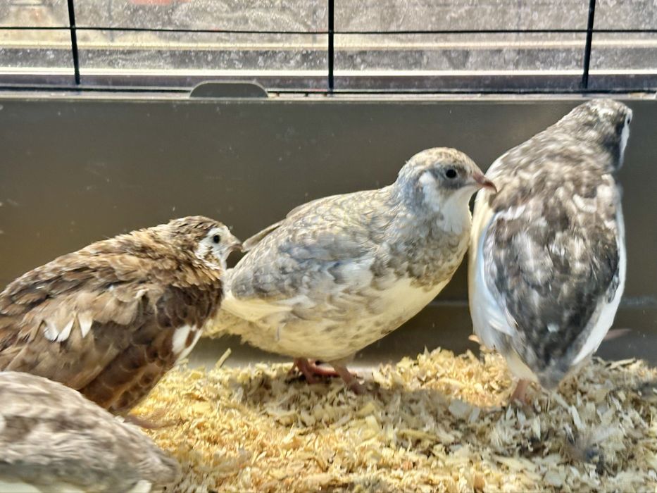 Oua incubat prepelite Celadon