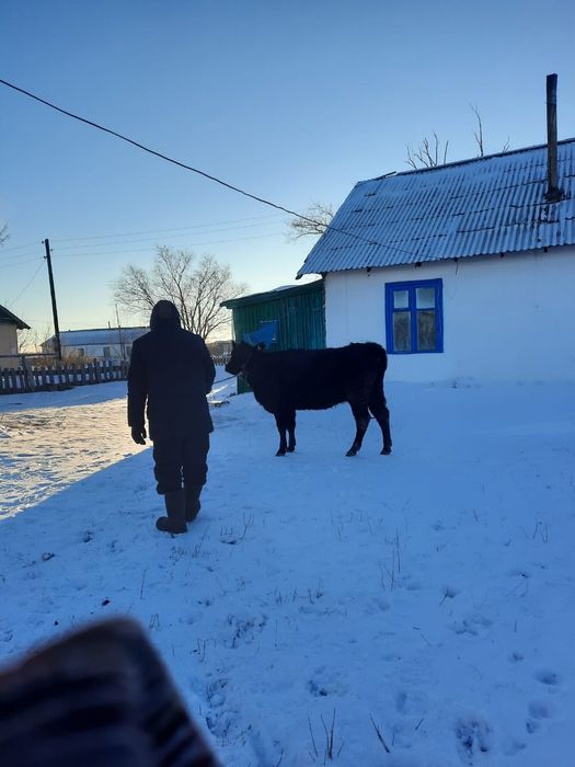 Продам корову 650 000.