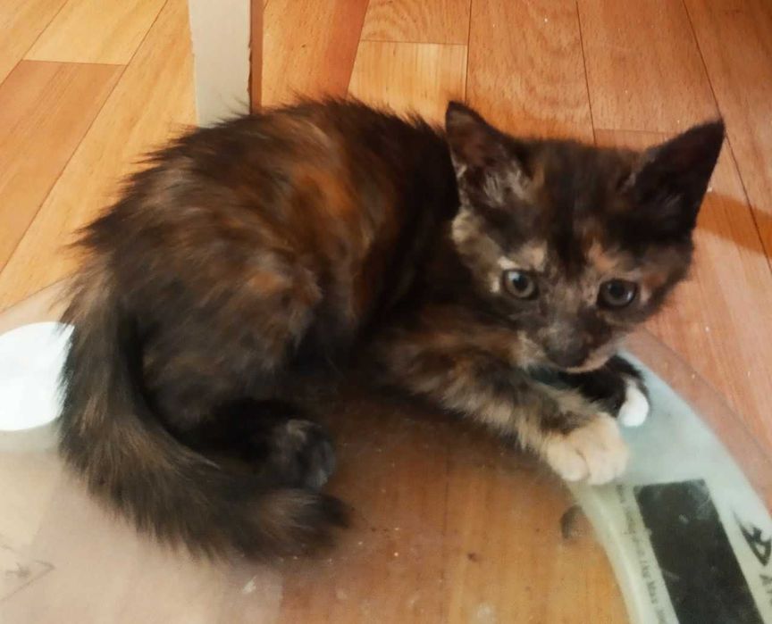 Котята в добрые руки. Смотрите другие объявления автора