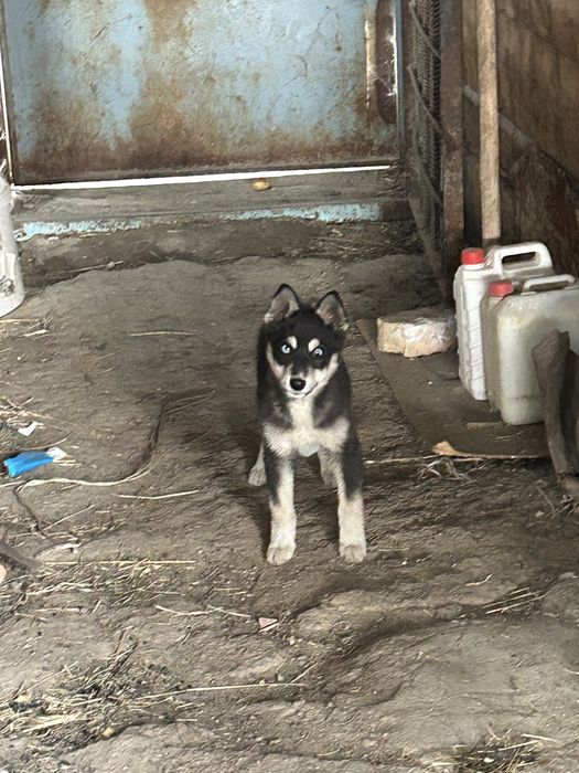 Продается хаски 2месяц