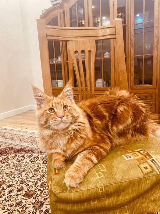 Породистый Мейнкун