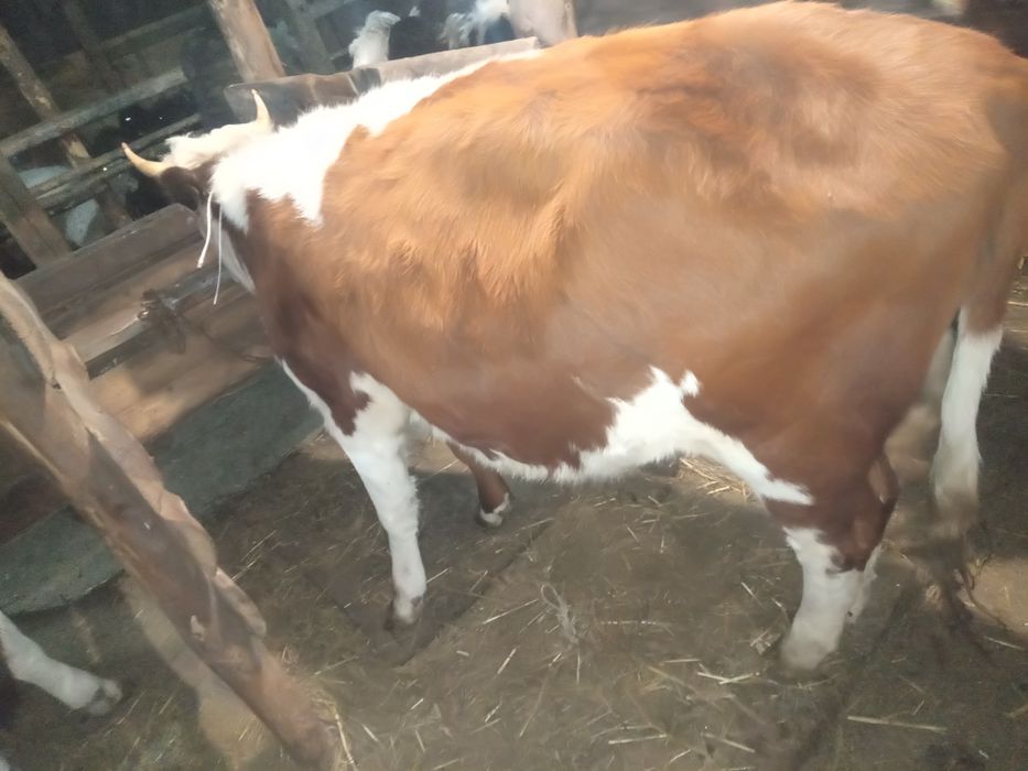 Продам три головы