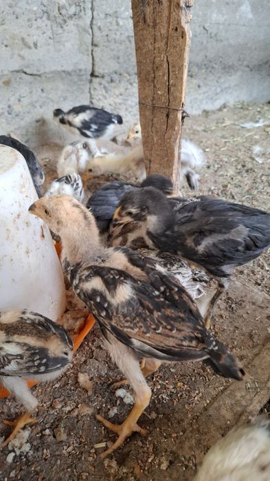 Она курка ва куланги жужалари сотилади