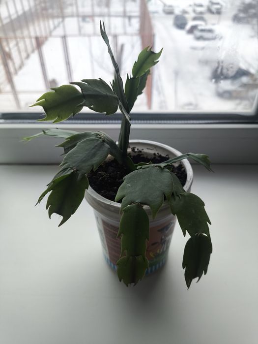 Декабрист (Растение)