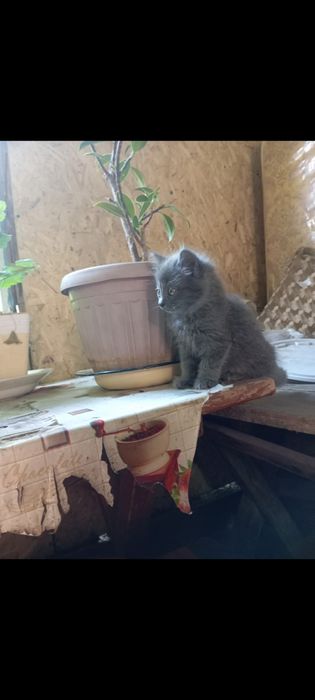 Отдам котят в хорошие руки