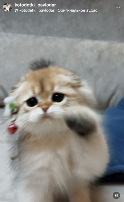 Вислоухие котята