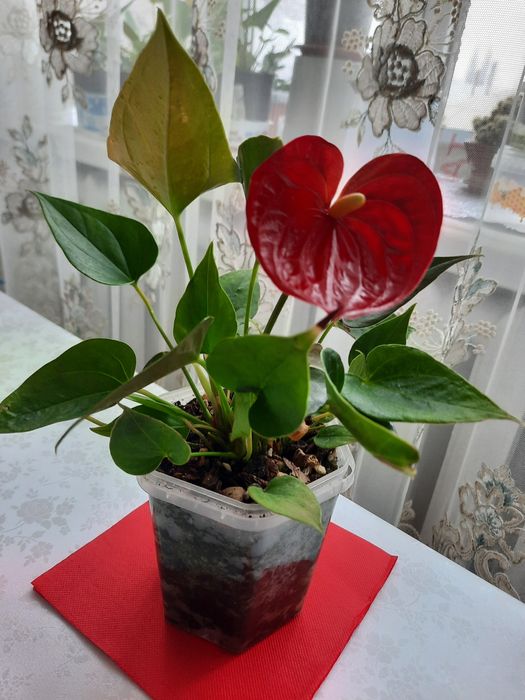 Продам цветущие антуриумы