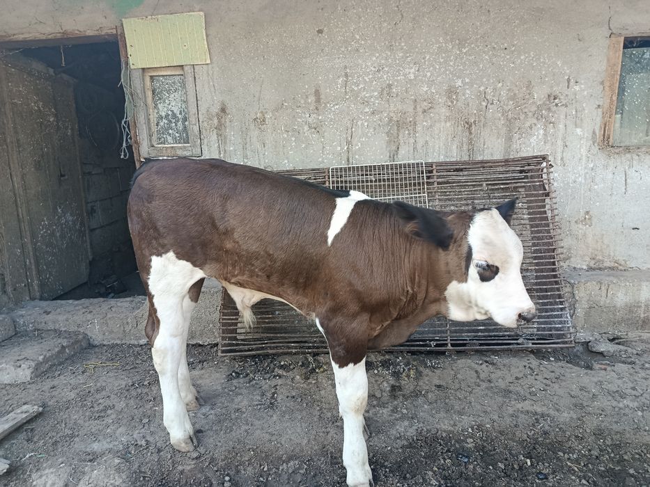 Vând vițel de 2  luni
