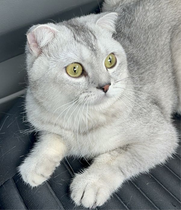 Black silver shaded color (BRI ns11)