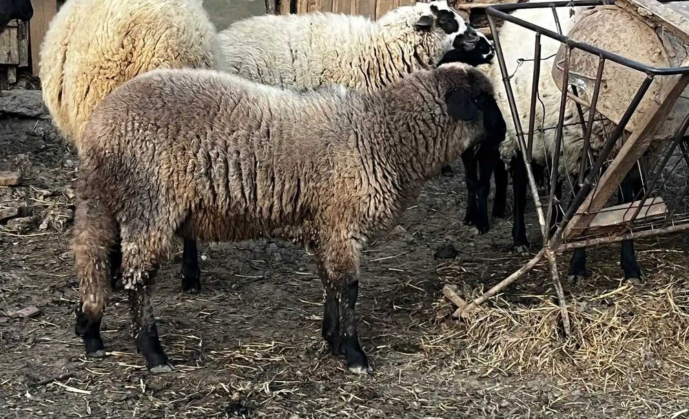 Vand berbec si mielute carabase de prasila