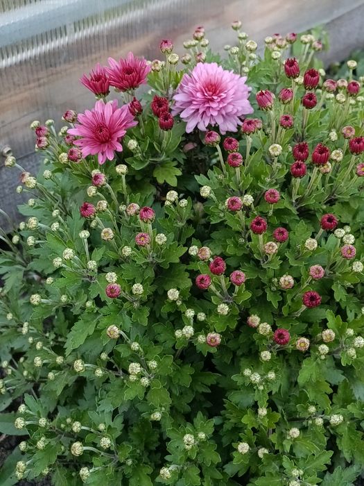 Хризантема мультифлора маточники!