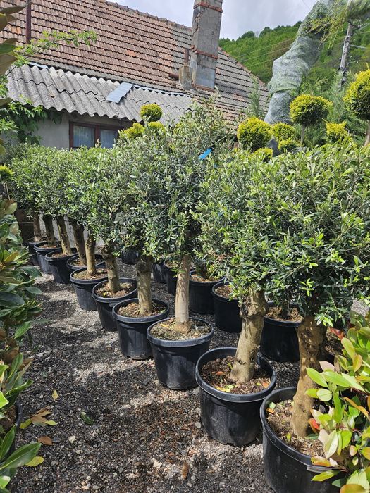 Leylandi bonzai catalpa spirale ponpon magnolie