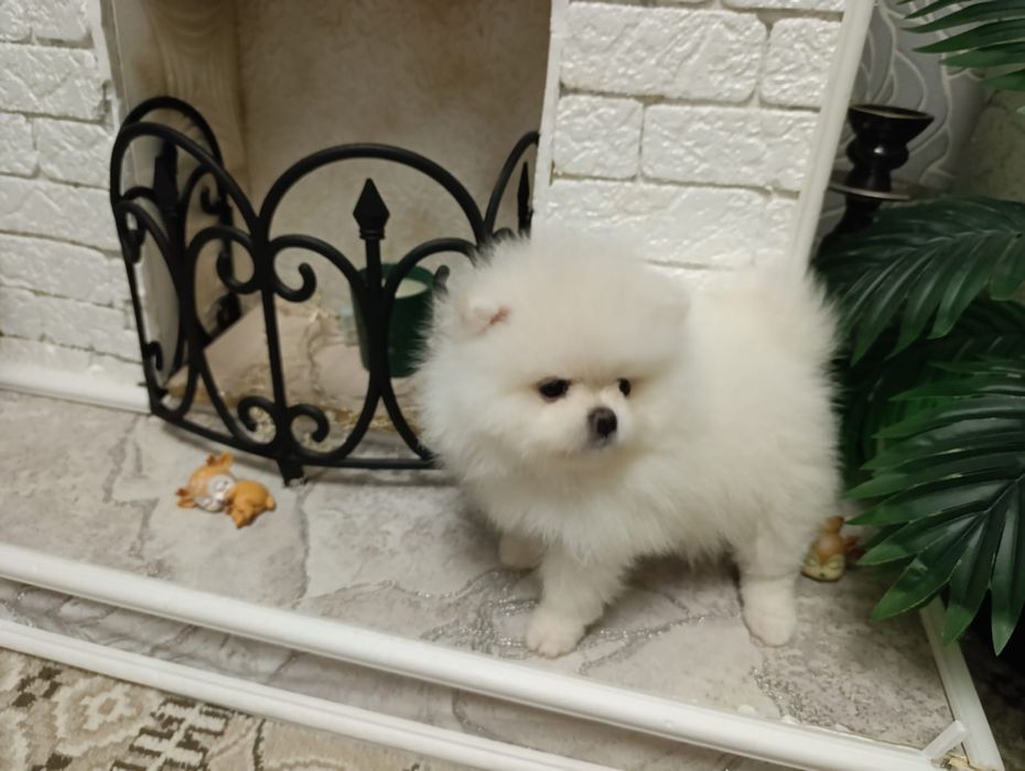 Померанский шпиц, 1,5 мес, помиранский