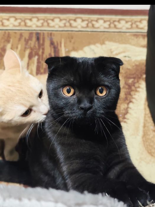 Ищем невесту для кота