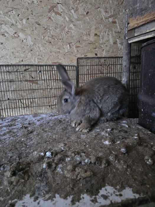 Продам кроликов подрощенных