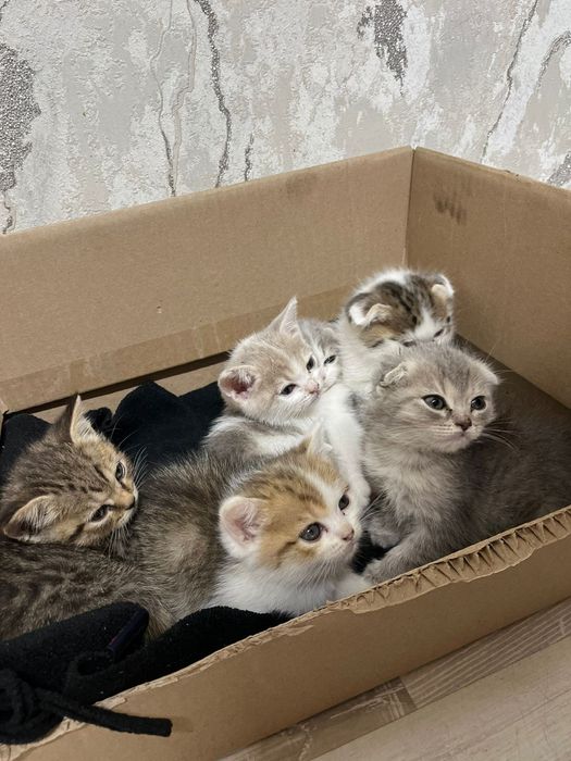 Срочно нужен дом котятам!