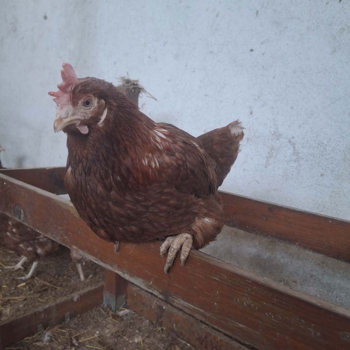 Продавам кокошки