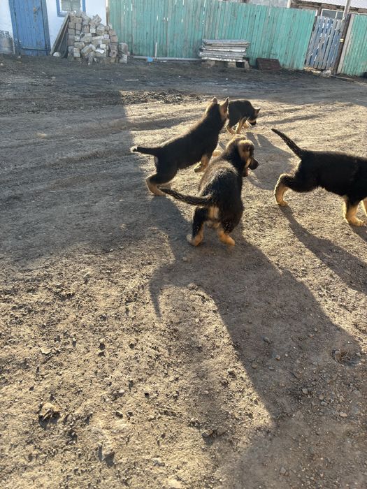 Продам щенков немецкой овчарки