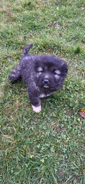 Pui de ciobănesc caucazian.