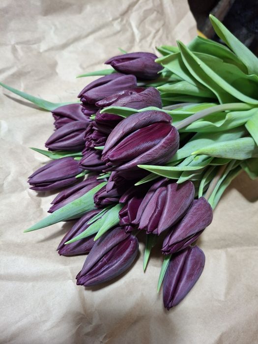 Тюльпаны в наличии Алматы.