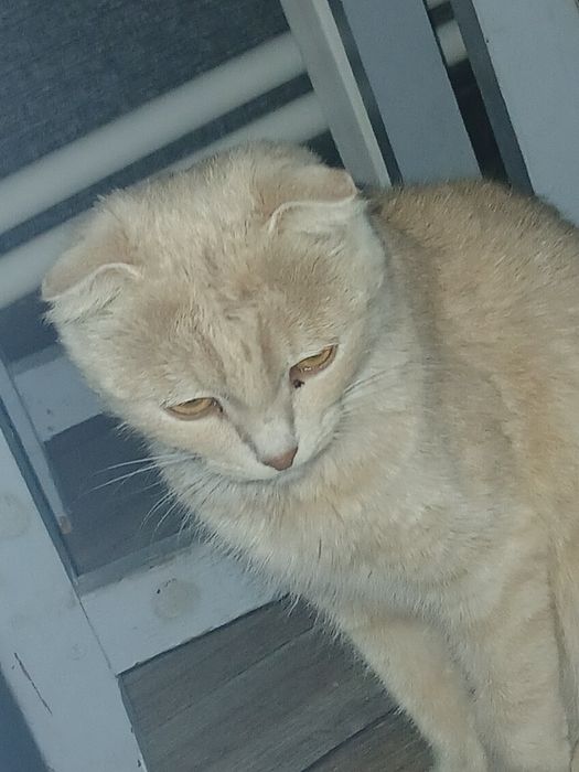 Отдам в хорошие руки