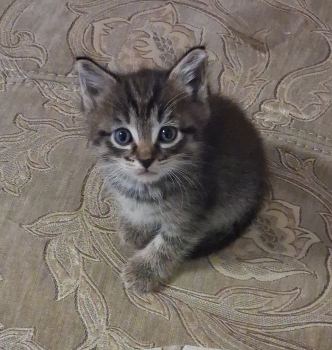 Отдам милейших котят