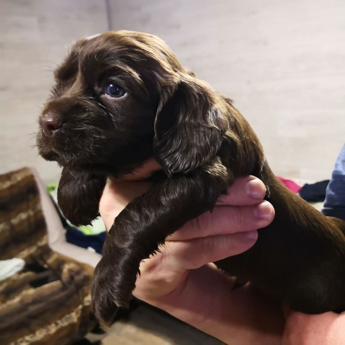 Продаются очаровательные щенки кокер-спаниеля