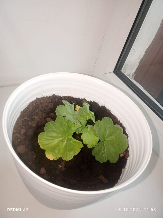 Комнатные растения