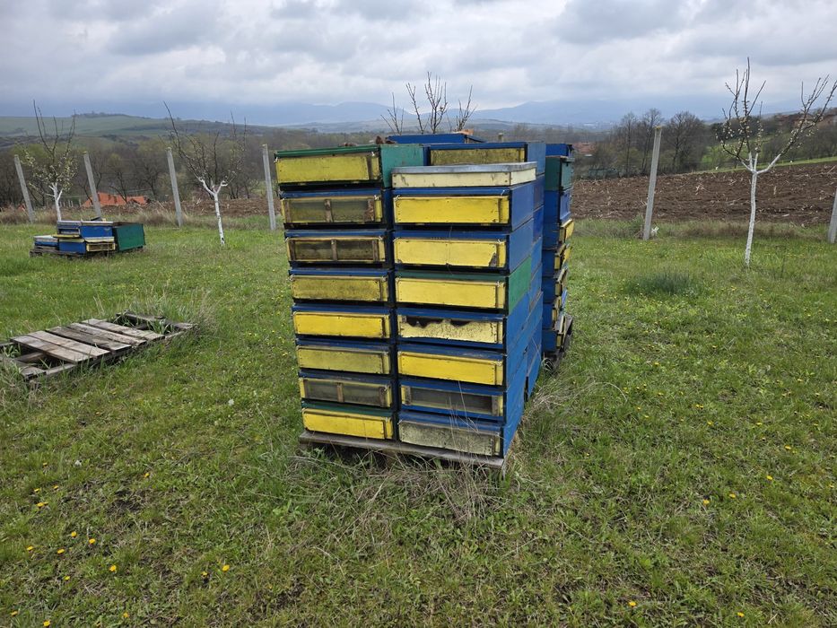 Stupi, lazi, fund antivarooua, caturi