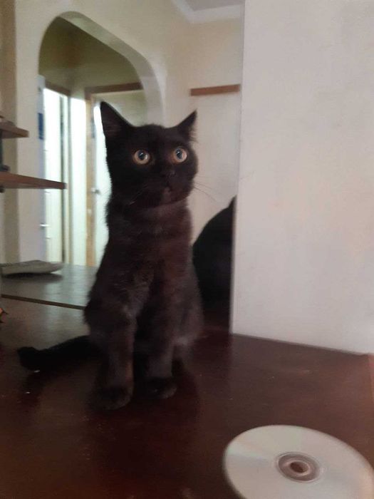 Котенок в добрые руки. Смотрите другие объявления автора