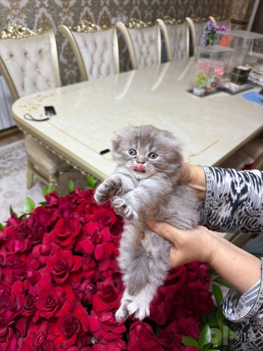 Котёнок на продажу
