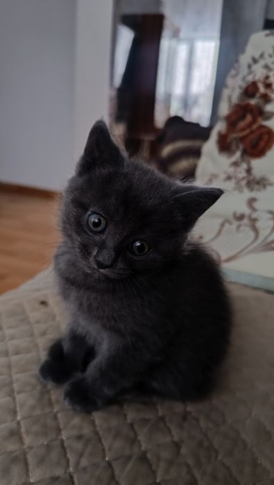 Отдам котят в добрые руки