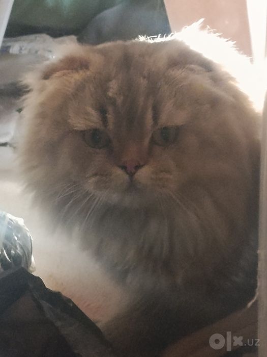 Scottish fold Longhair