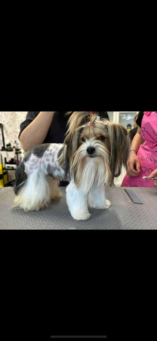 Бивер Йоркширски териер