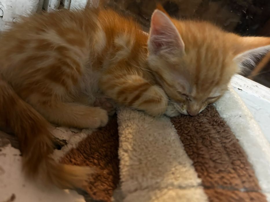 Отдаю бесплатно котят