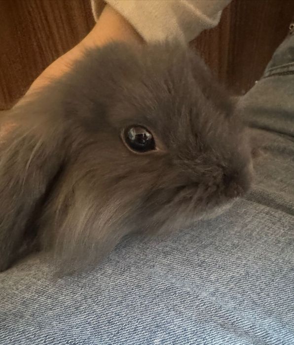 Декаротивный кролик