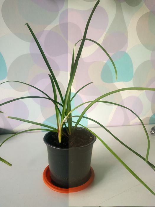 Продам зеферантес (выскочка)