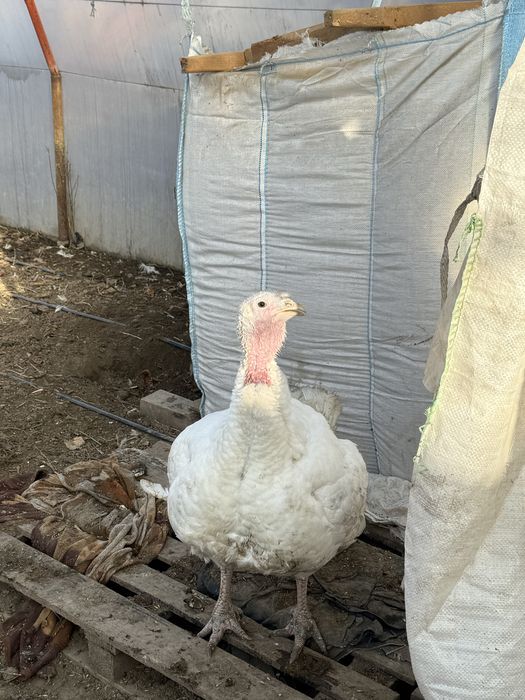 Curcani 350 kg carcasa 300 in viu