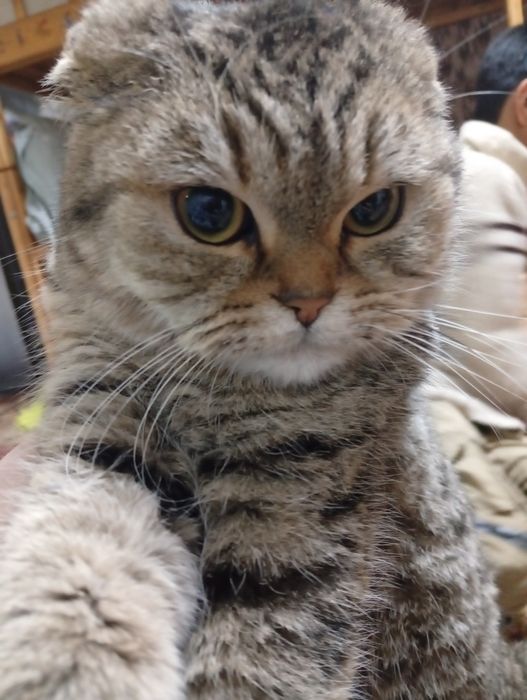 Skotish fold toza nasl