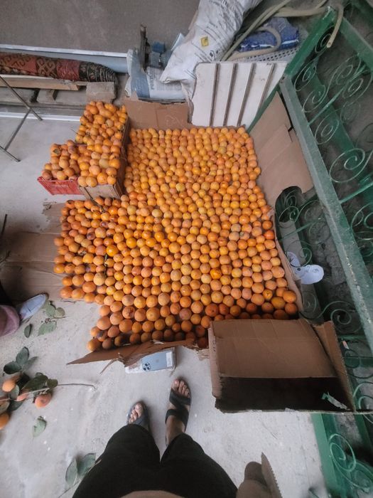 Хурмо домашний  арзон