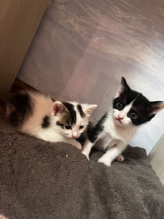 Отдам котят в добрые руки