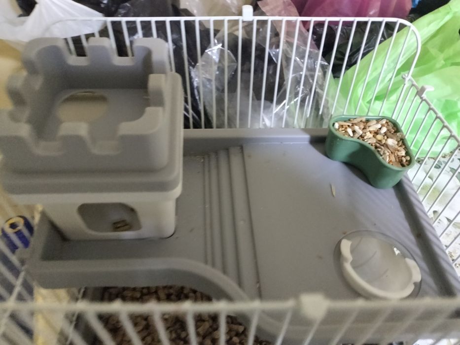 Продаються срочно хомяки 2 шт со клеткой со всем