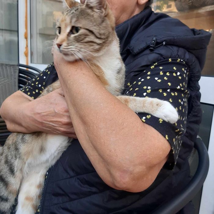Трицветна котка търси дом, много добра и гальовна