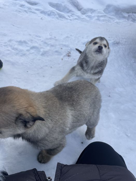 Отдам красивых упитанных щенят