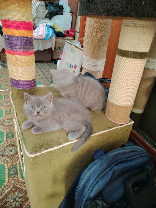 Продаются Шотландские котята, Скотишь Страйт