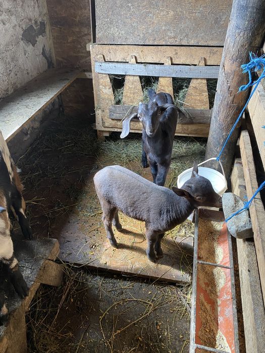 Tapisori de vanzare.