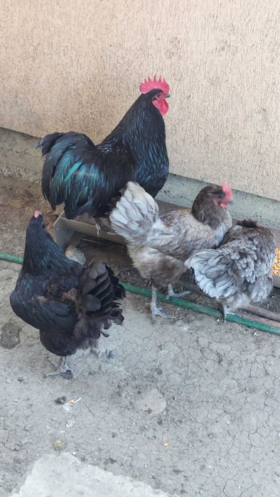 Cocos australorp