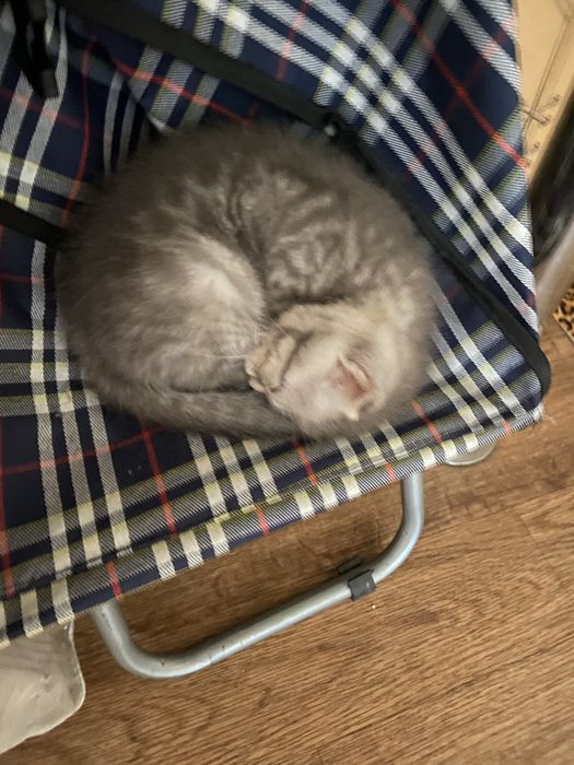Продам котенкк 2 месяца ей